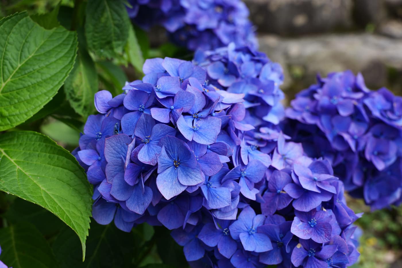 雨上がりの紫陽花